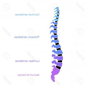300x300 Photostock Vector Human Spine Silhouettes Vector Catchsplace