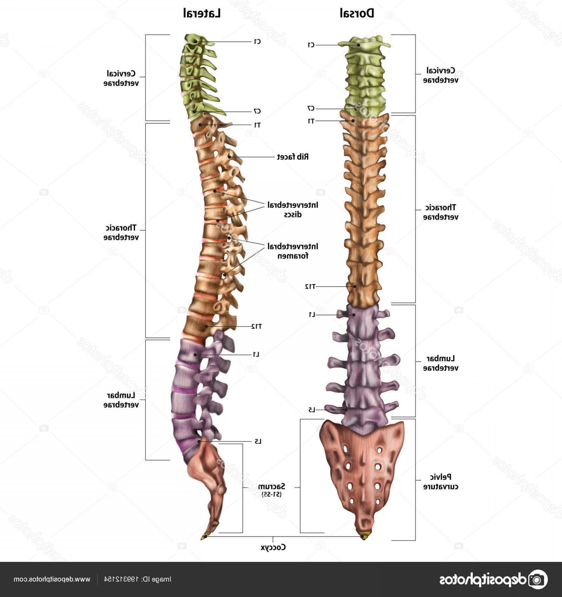 1920x2040 Posterior Spine Vector Lamaison