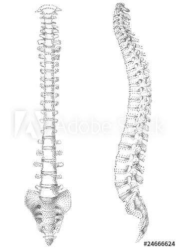 Human Spine Vector at Vectorified.com | Collection of Human Spine ...