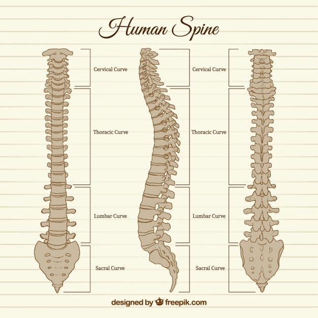 626x626 Hand Drawn Human Spine Vector Premium Download