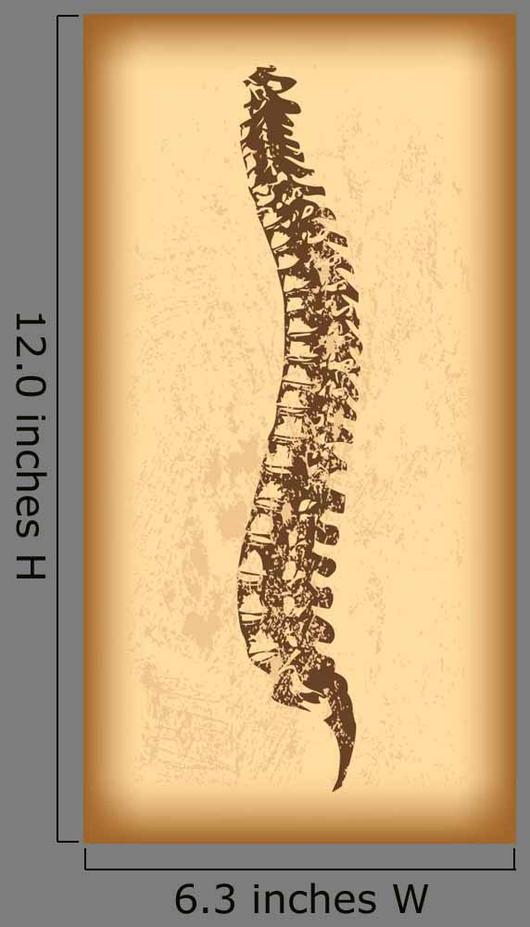 530x927 Human Spine Vector