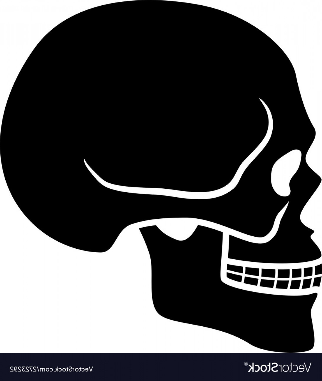 1096x1296 Human Skull Symbol Side View Vector Soidergi
