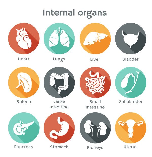 600x622 Internal Organs Vector Icons Organ Wisdomanatomy Human Body