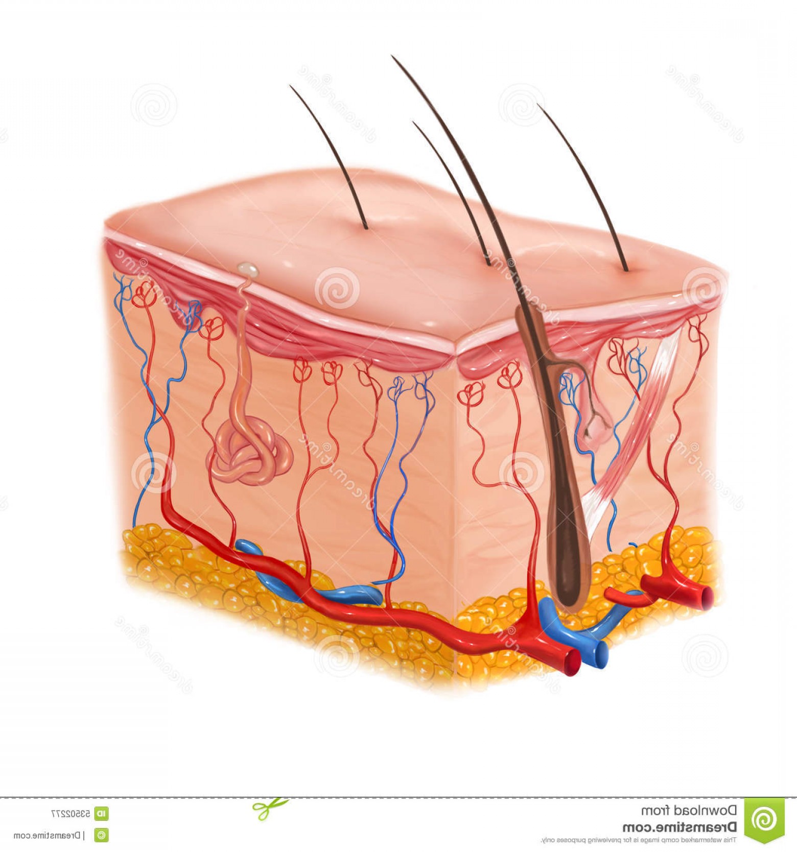 1560x1668 Stock Illustration Human Skin Hair Structure Vector Color
