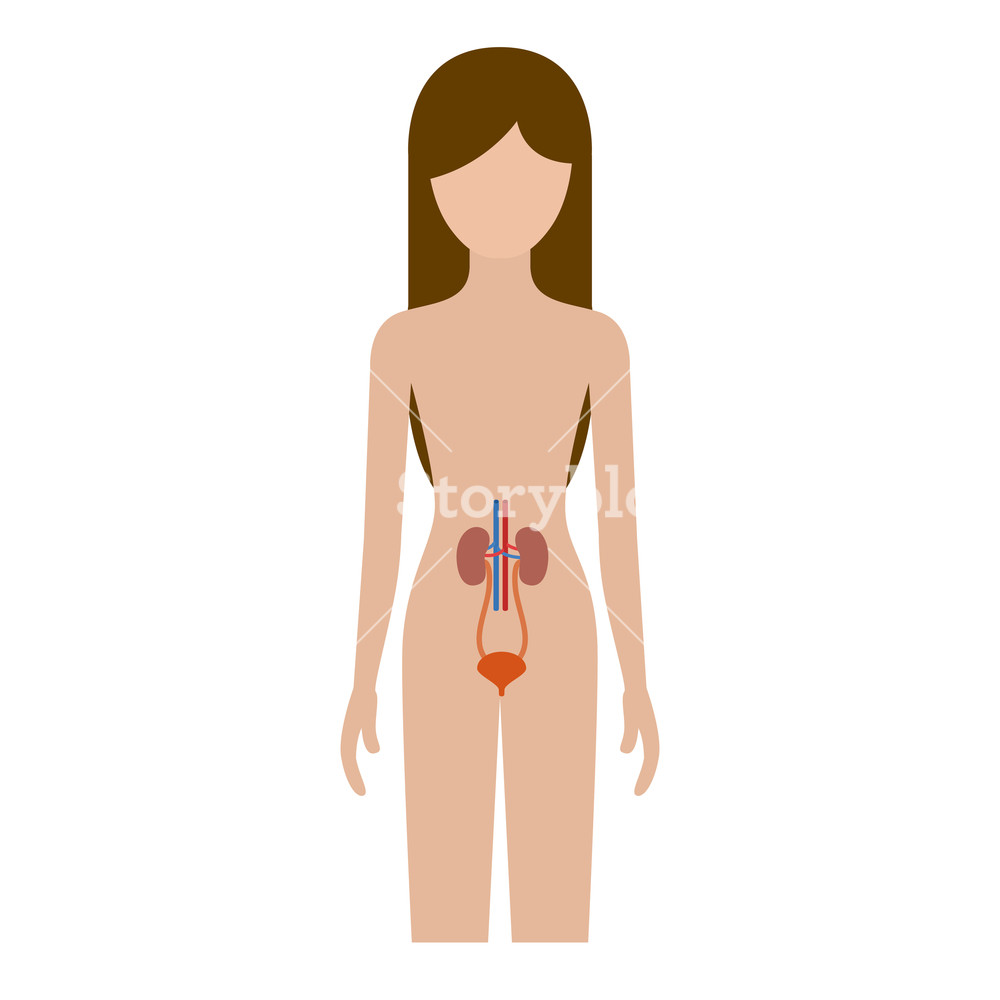 1000x1000 Colorful Silhouette Female Person With Renal System Human Body