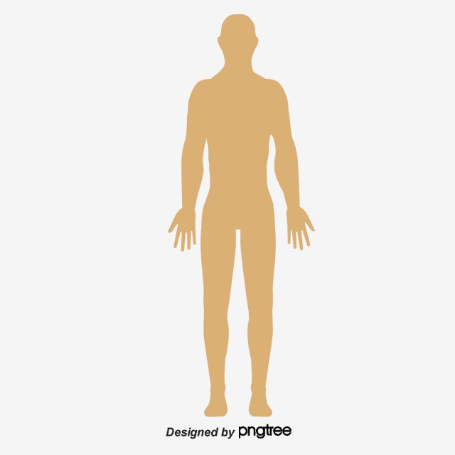 640x640 Human Body Icon Annotation Vector Material, Human Vector, Body