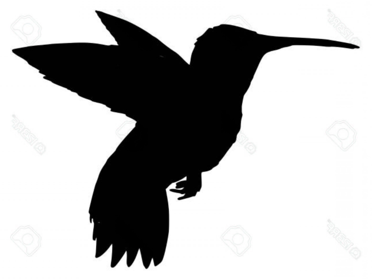 1560x1168 Photostock Vector Black Silhouette Of Hummingbird Soidergi
