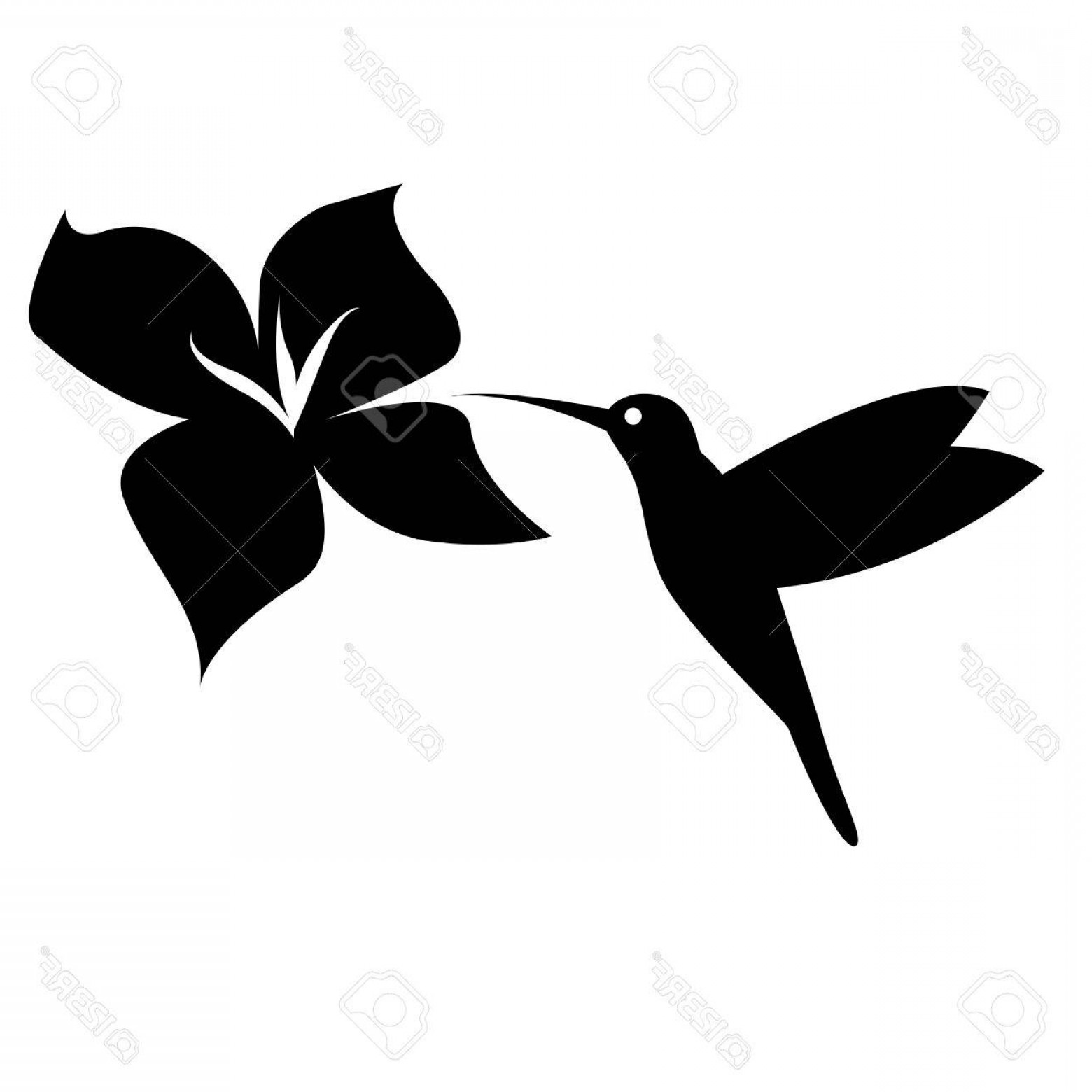 1560x1560 Photostock Vector Hummingbird Silhouette Black On White Background