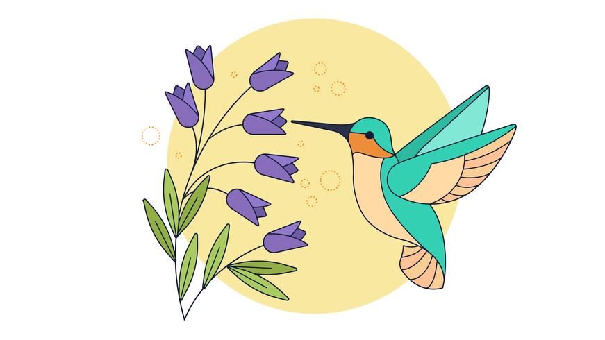 871x490 Hummingbird Vector