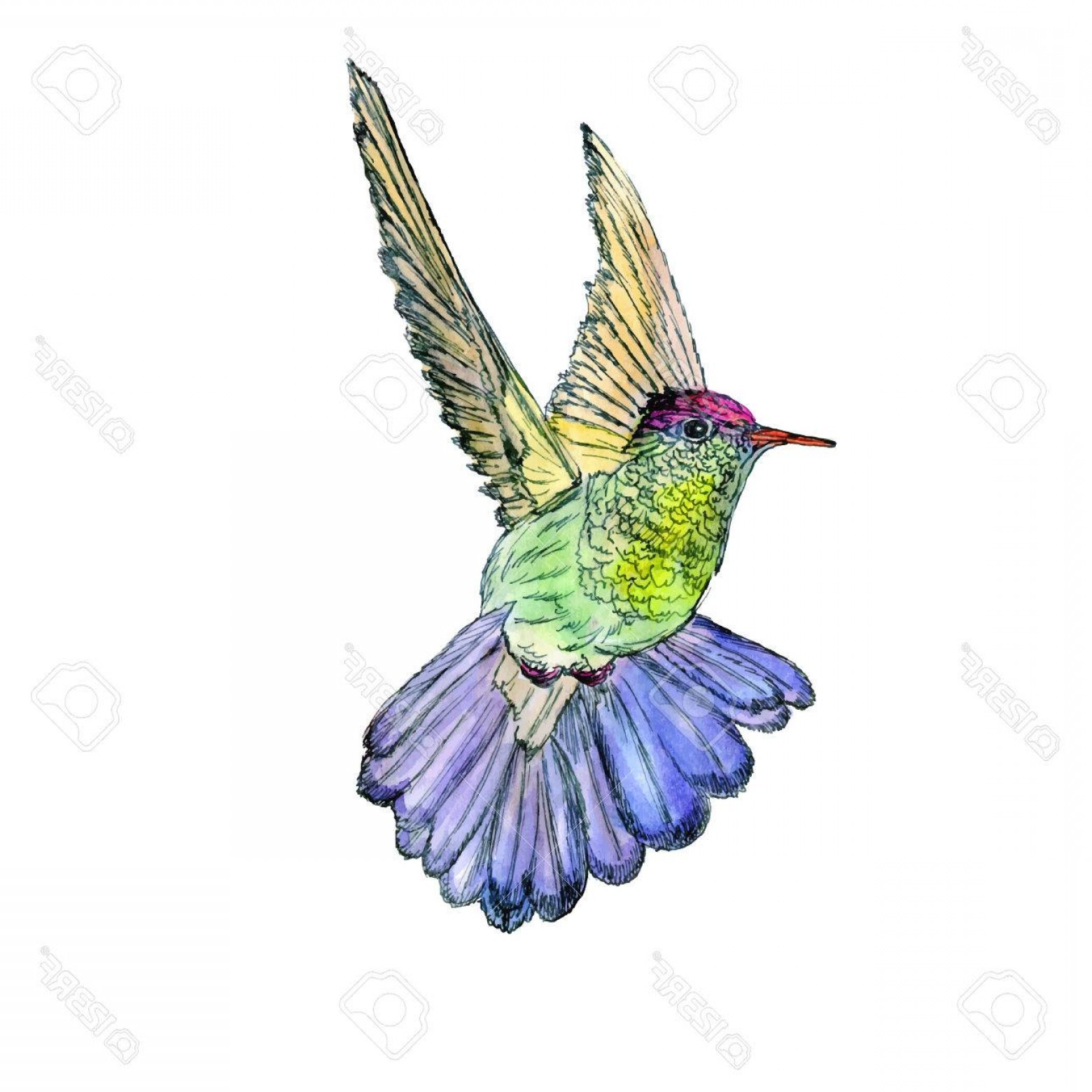 1560x1560 Photostock Vector Bright Colorful Bird Hummingbird Vector