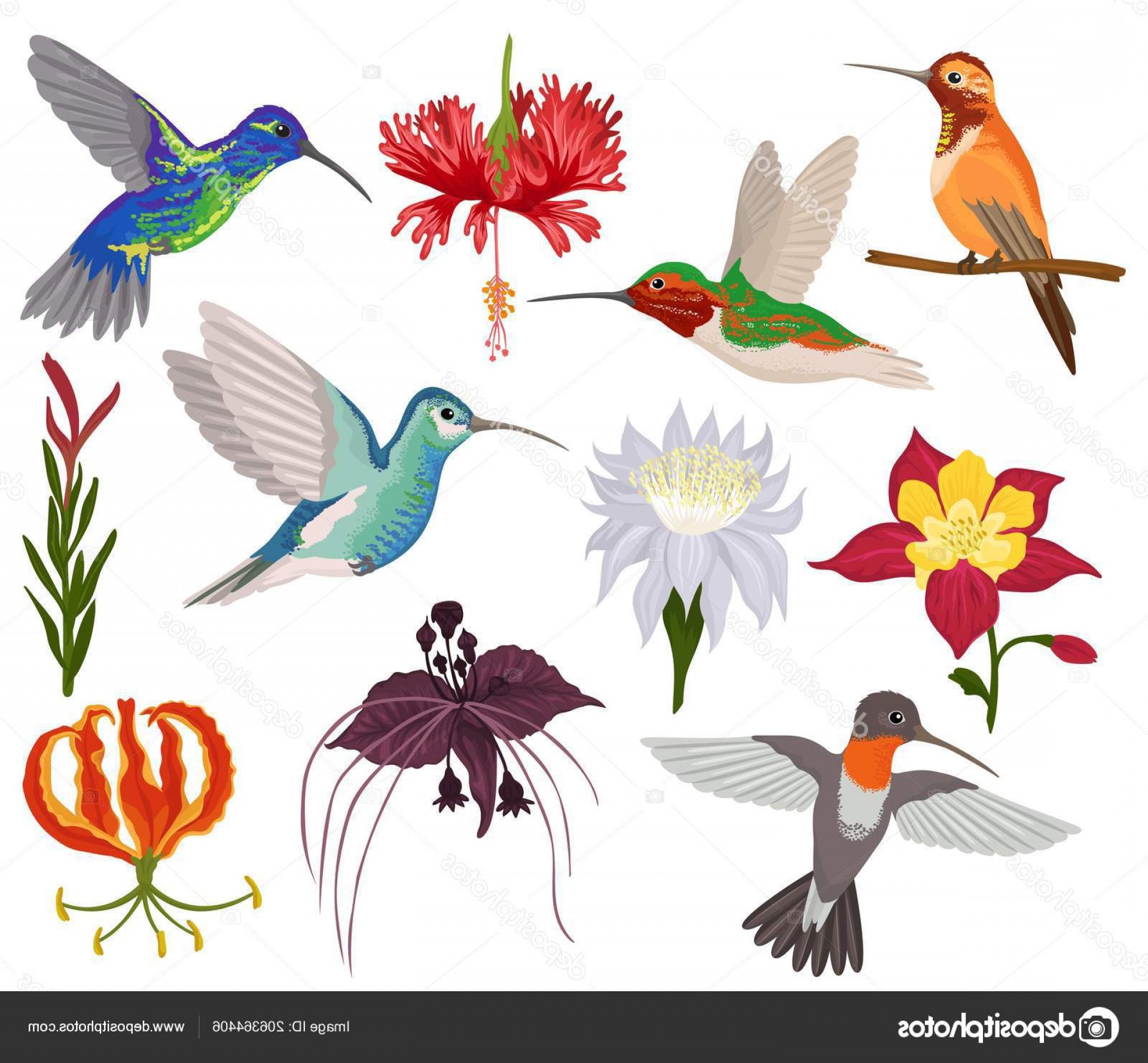 1920x1777 Stock Illustration Hummingbird Vector Tropical Humming Bird