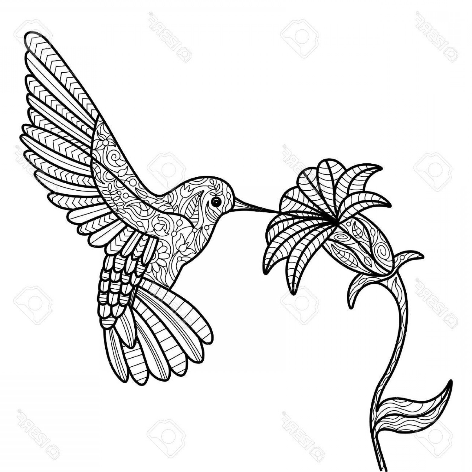 Hummingbird With Flower Vector Art Lamaison 1560x1560 Hummingbird With Flower Vector Art Lamaison