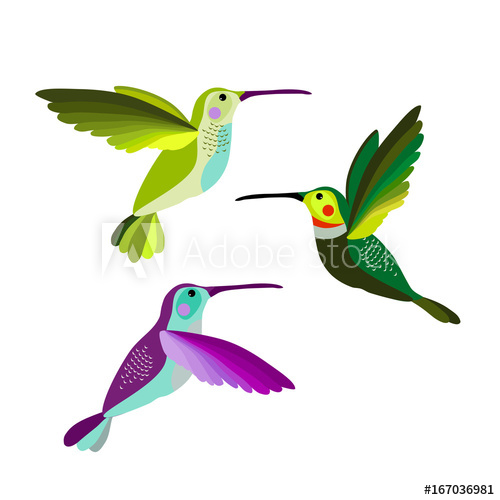 Hummingbird Vector Illustration Bird, Colibri Birds Set 500x500 Hummingbird Vector Illustration Bird, Colibri Birds Set