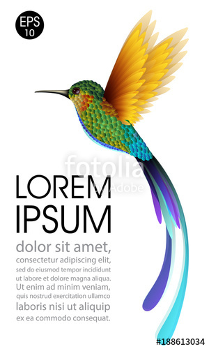 Hummingbird Vector Illustration Of Exotic Flying Colibri Bird 300x500 Hummingbird Vector Illustration Of Exotic Flying Colibri Bird