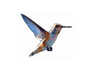 317x245 Free Rufous Hummingbird Vector Graphic