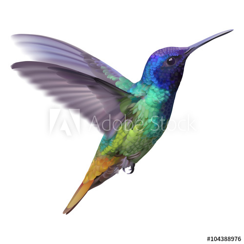 500x500 Hummingbird