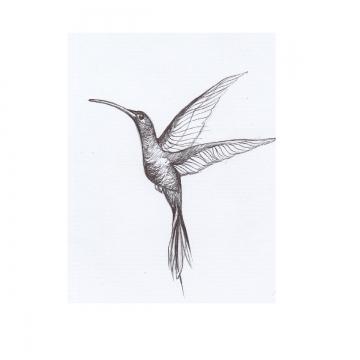 Hummingbird Vector Free at Vectorified.com | Collection of Hummingbird ...