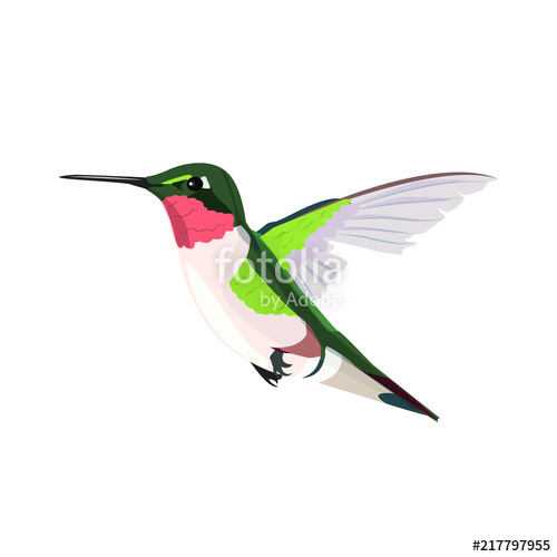 500x500 Hummingbird Vector Stock Image And Royalty Free Vector