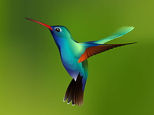 310x233 Cute Hummingbird Vector Free Graphics Uihere