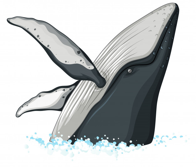 626x536 Half Body Of Humpback Whale Vector Free Download