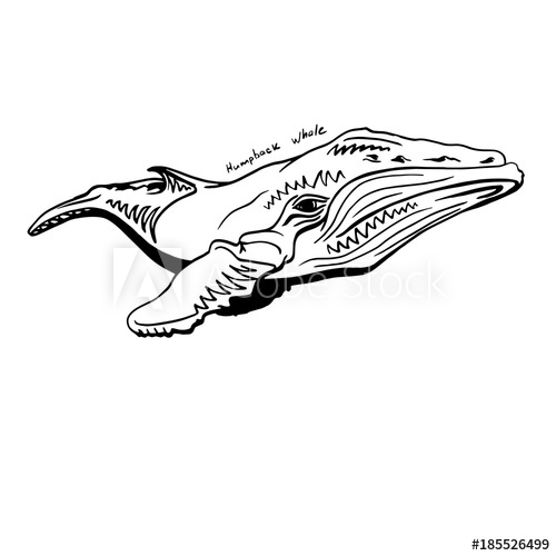 500x500 Hand Drawn Doodle Of Humpback Whale Vector Illustration