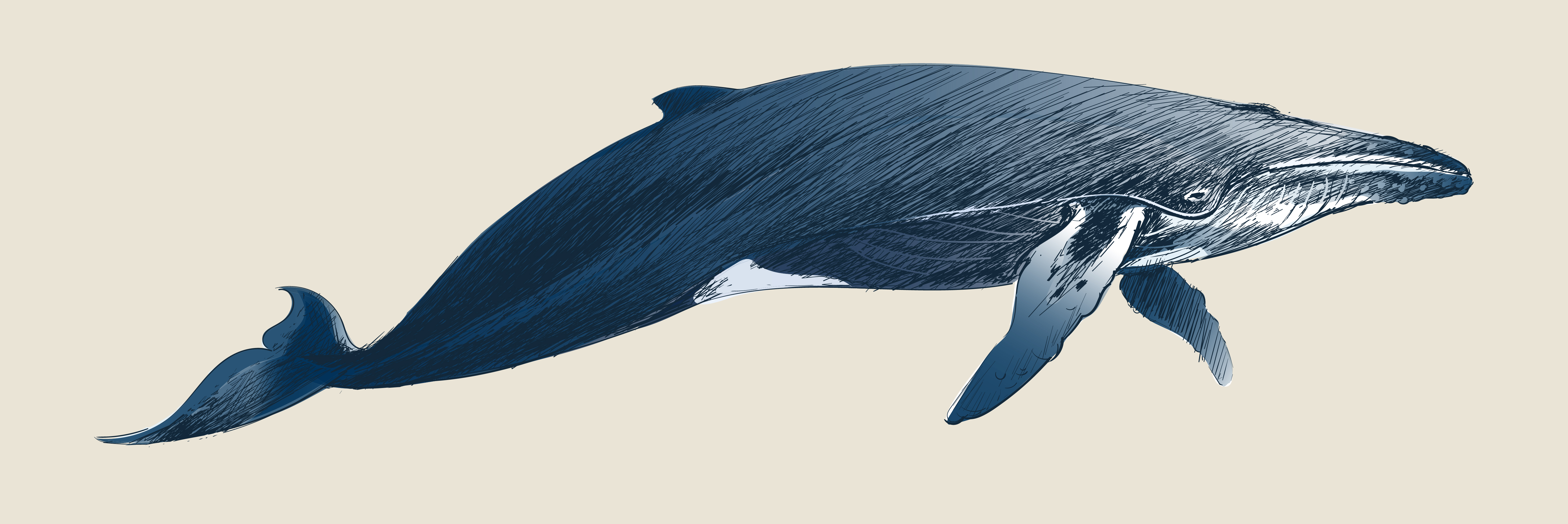 5833x1950 Humpback Whale Free Vector Art