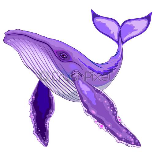 500x500 Humpback Whale Purple Surreal Creature Isolated On White Vector