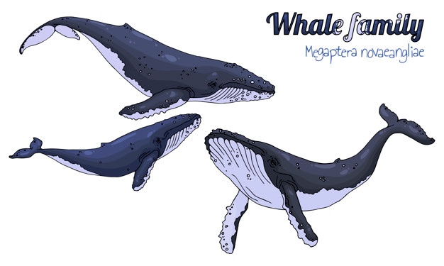 626x375 Humpback Whale Vectors, Photos And Free Download