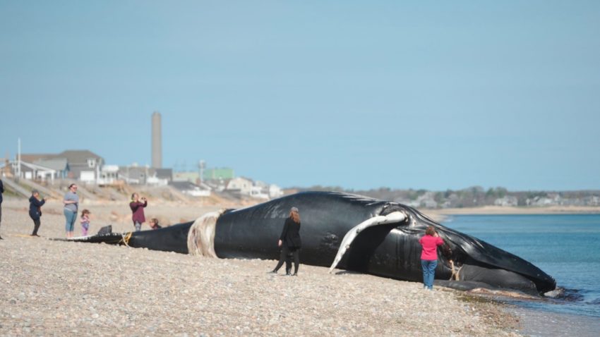 850x478 Ton Humpback Whale Washes Up On Cape Cod Beach