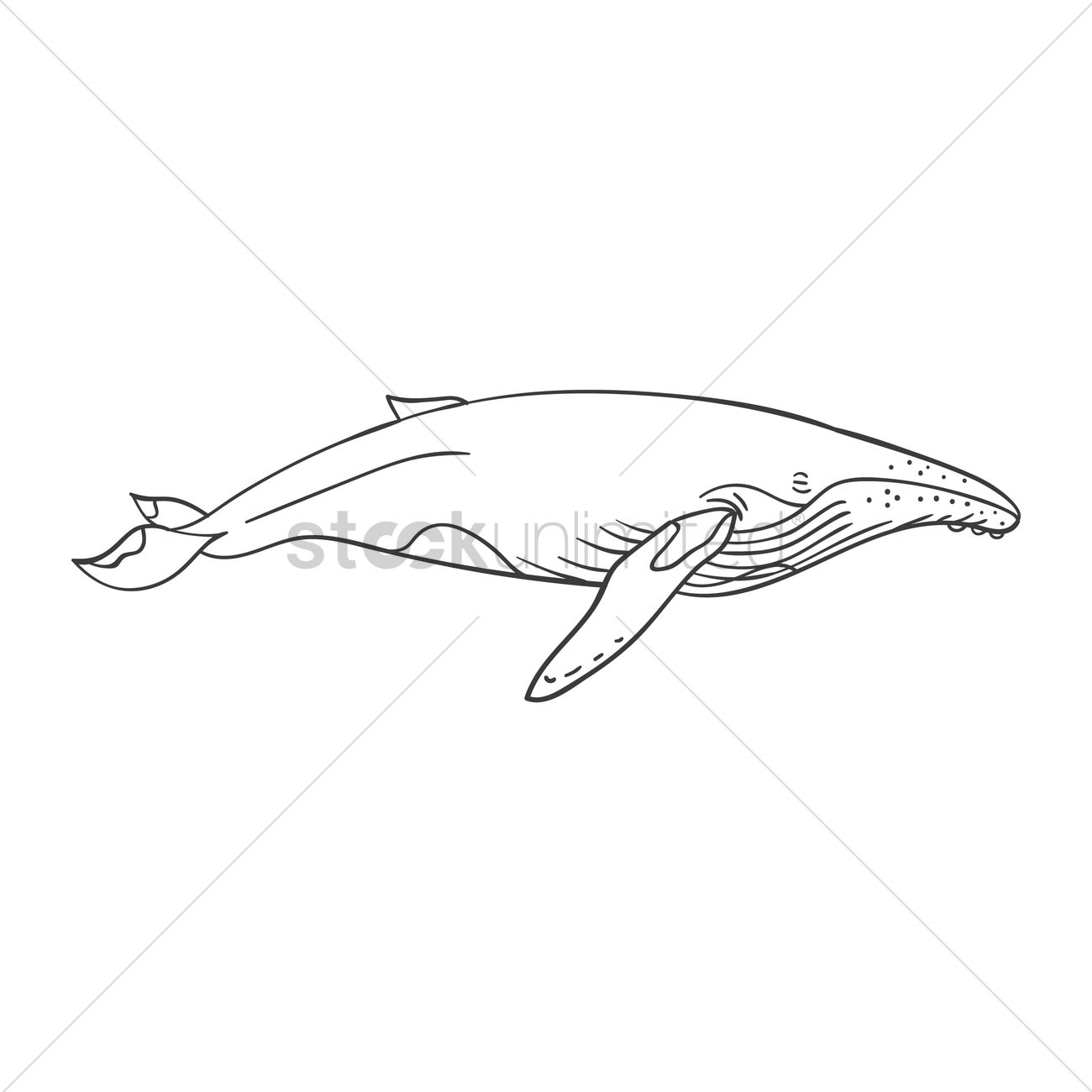 1300x1300 Humpback Whale Vector Image