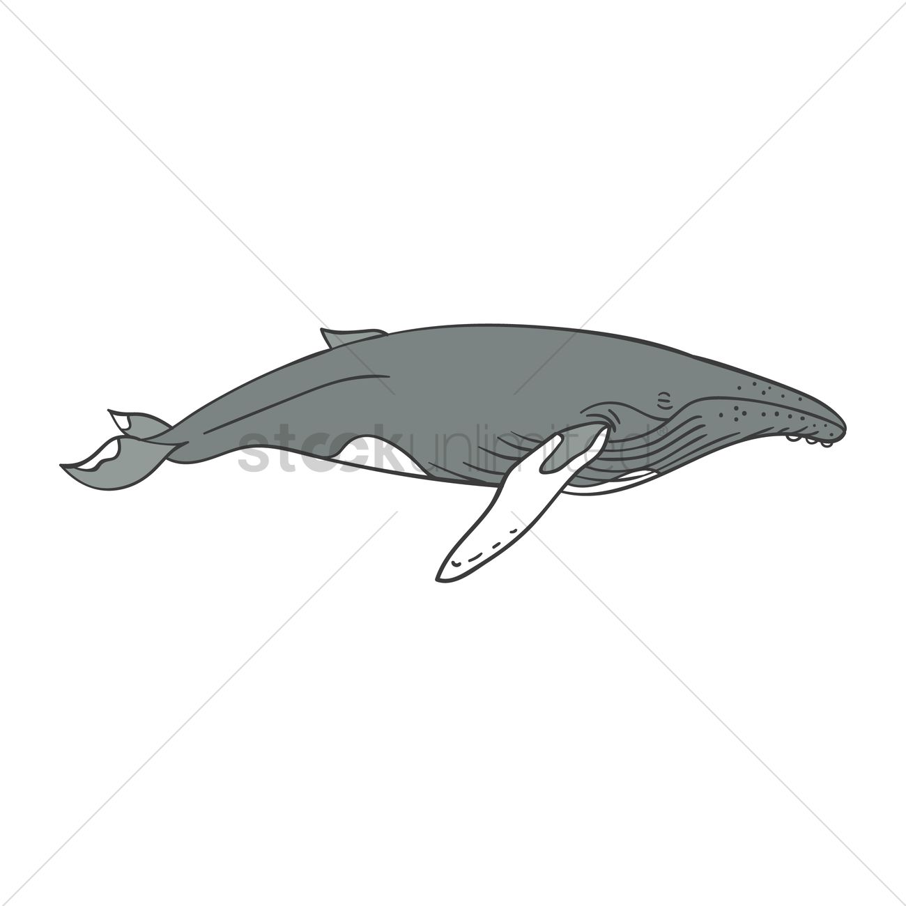 1300x1300 Humpback Whale Vector Image