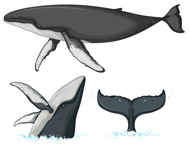 626x503 Humpback Whale Character On White Background Vector Premium Download