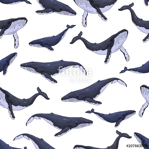 Humpback Whale Vector at Vectorified.com | Collection of Humpback Whale ...