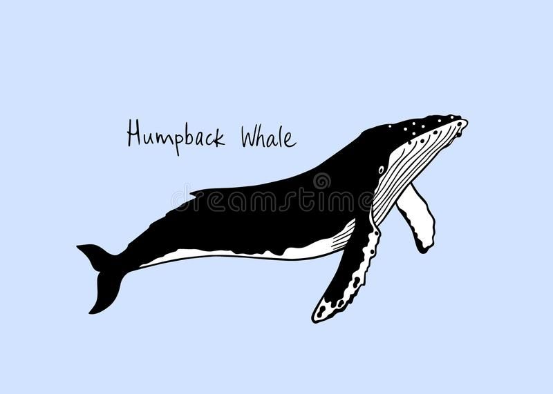 800x571 Image Result For Humpback Whale Vector Free Motion Ideas