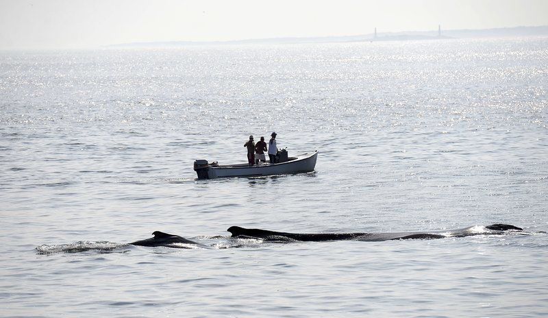 800x464 Spring Proving Deadly For Humpback Whales Fishing Industry News