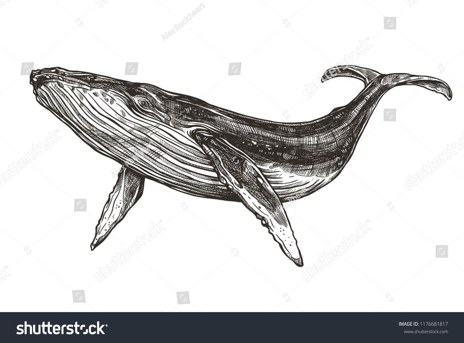 1500x1110 Vector Hand Drawn Illustration Of Humpback Whale Sketch Detailed