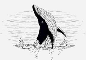 286x200 Whale Free Vector Art