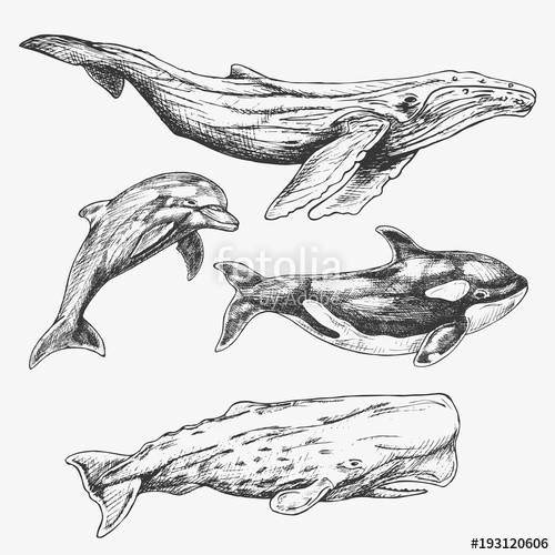500x500 Whales Set Hand Drawn Illustration Humpback Whale, Killer Whale