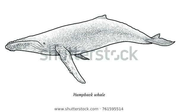 600x378 Draw Humpback Whale