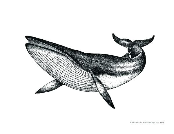 600x463 How To Draw A Humpback Whale