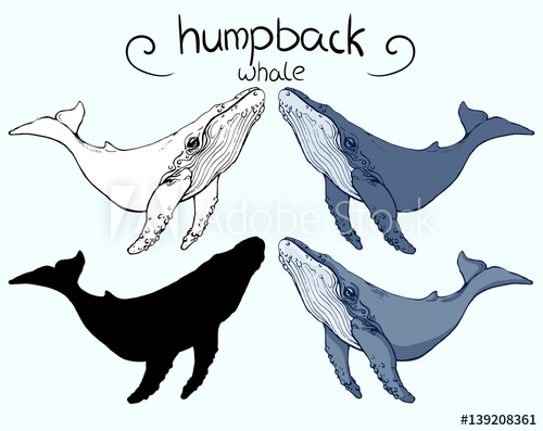 500x397 Humpback Whale In Version Outline, Silhouette, Colour