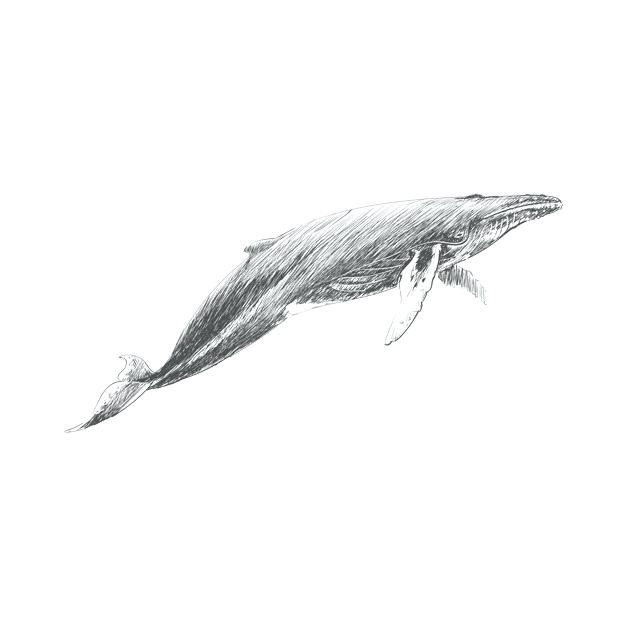 626x626 Draw Humpback Whale Humpback Humpback Whale Drawing Vector