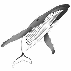 300x300 Free Vectors Gray Humpback Whale Alan Brown