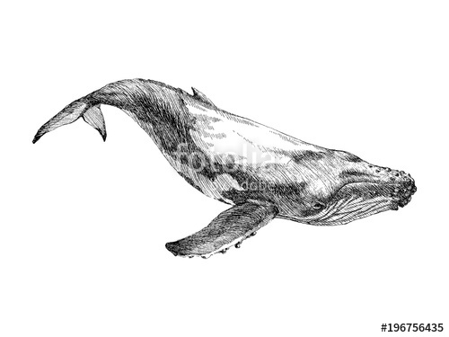 500x375 Graphical Hand Painted Whale Isolated On White Background Vector