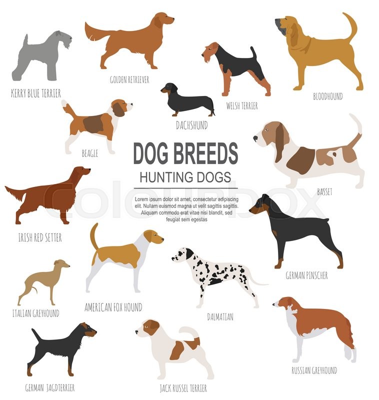 Dog Breeds Hunting Dog Set Icon Flat Stock Vector Colourbox 758x800 Dog Breeds Hunting Dog Set Icon Flat Stock Vector Colourbox