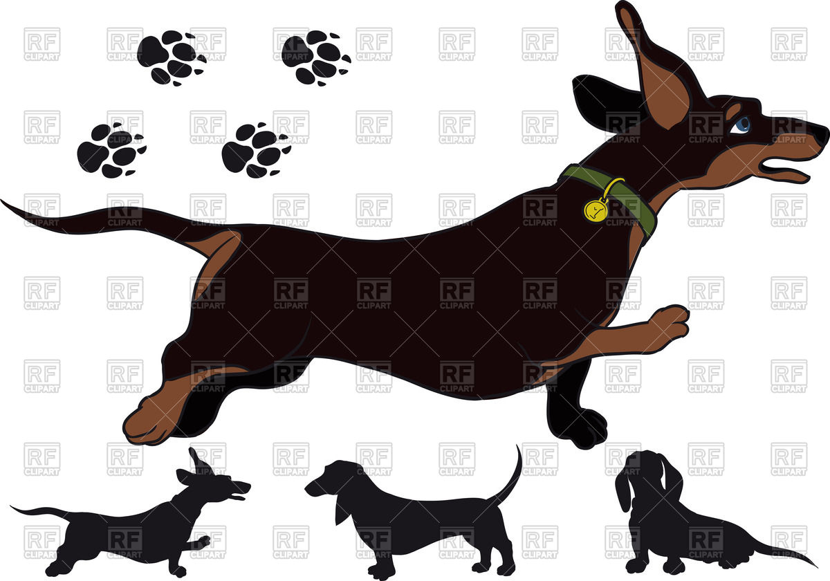Running Short Haired Dachshund 1200x840 Running Short Haired Dachshund