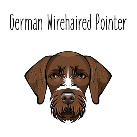German Wirehaired Pointer Dog Breed Brown Face Of Hunting Dog 450x450 German Wirehaired Pointer Dog Breed Brown Face Of Hunting Dog