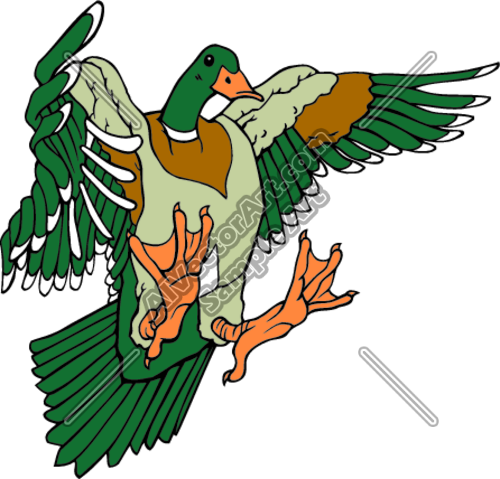 500x479 Mallard Duck Landing Clipart And Vectorart Sports