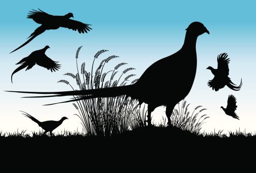 503x341 Silhouette Of A Pheasant Bird Clip Art, Vector Images Pic