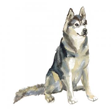 Husky Png, Vector, And Clipart With Transparent Background 360x360 Husky Png, Vector, And Clipart With Transparent Background
